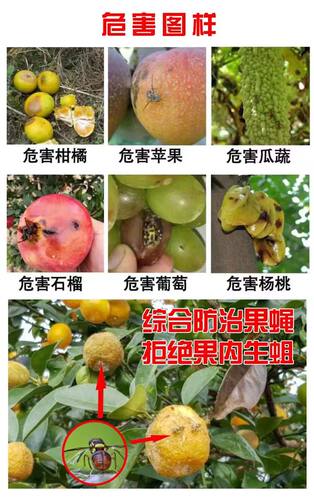 诱敌实蝇粘胶板果蝇诱粘板果园针蜂粘蝇贴瓜果柑橘实蝇食蝇果苍蝇 - 图3