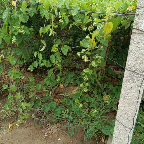 食用夜香花千里香夜兰花阳台楼顶爬藤植物   广西南宁基地直发 - 图0