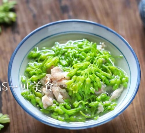食用夜香花千里香夜兰花阳台楼顶爬藤植物   广西南宁基地直发 - 图1