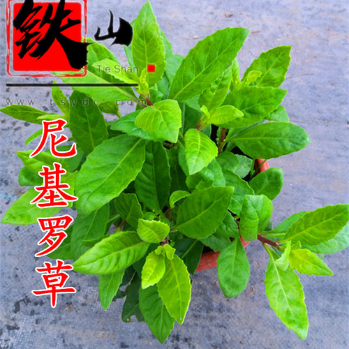 铁山马来西亚直立蔓生黑面将军脆叶马兰建议搭配忧遁草尼基罗草用 - 图0