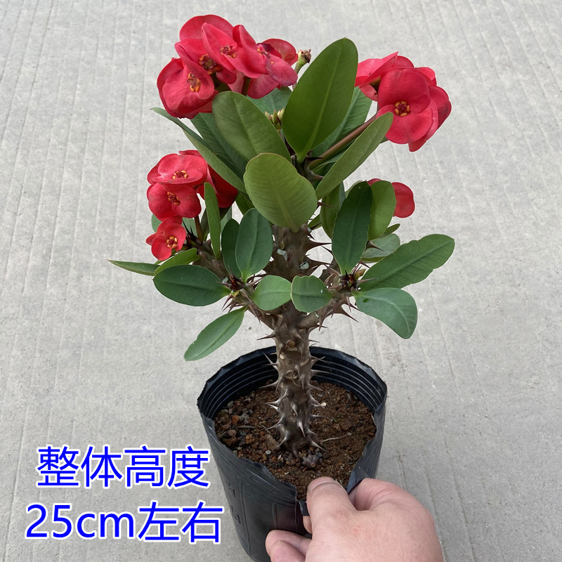 大叶虎刺梅盆栽铁海棠大花红色老桩多季开花室内阳台庭院观赏花卉_虎窝淘