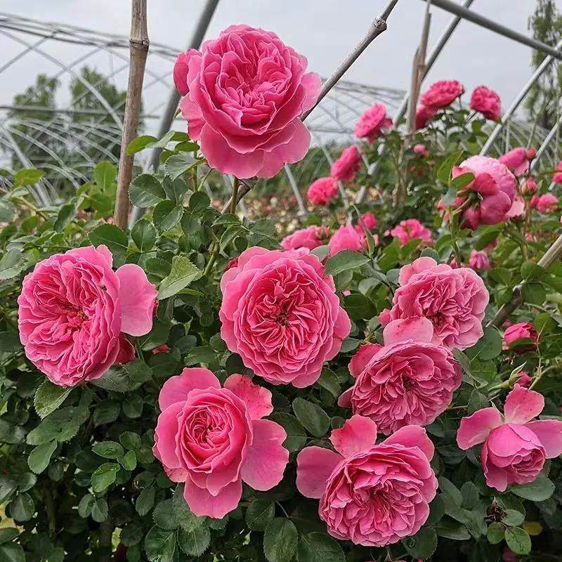 【沙海园艺】粉色达芬奇爬藤蔷薇植物月季花苗大花浓香藤本花卉,淘宝优惠券,粉丝福利购,淘宝优惠卷