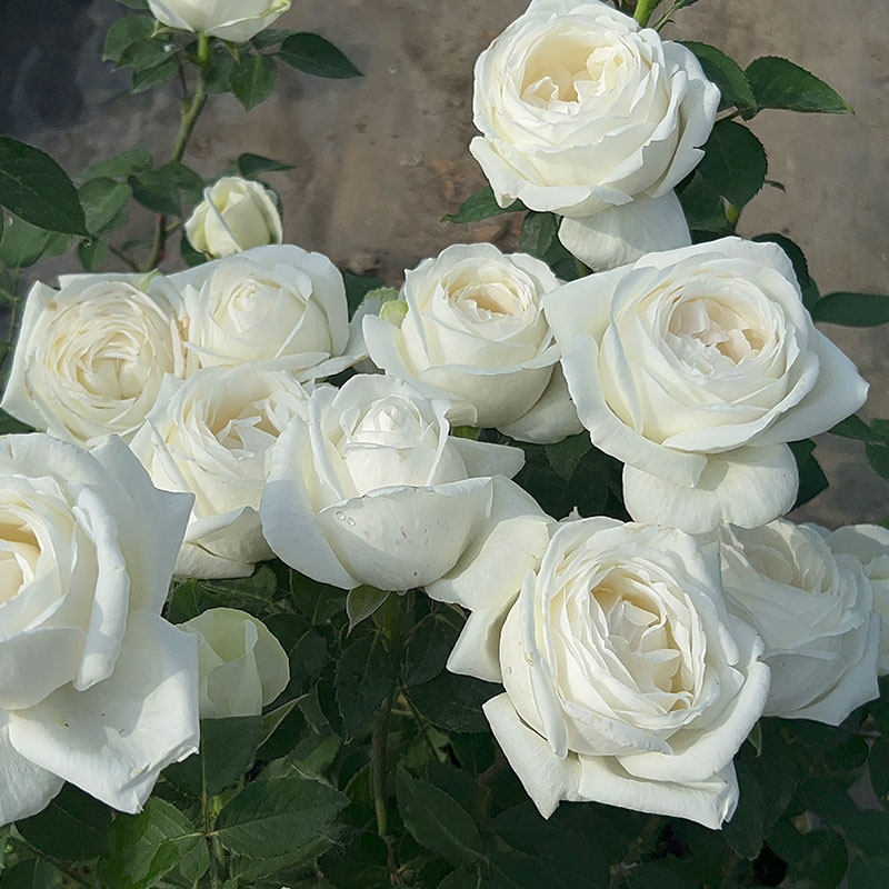 婚礼之路 日本月季 抗病性好 直立 特别浓香 大花 盆栽地栽花卉,淘宝优惠券,粉丝福利购,淘宝优惠卷