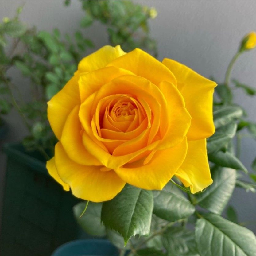 【沙海园艺】苏格兰黄油月季花苗大花切花盆栽庭院阳台花卉植物,淘宝优惠券,粉丝福利购,淘宝优惠卷