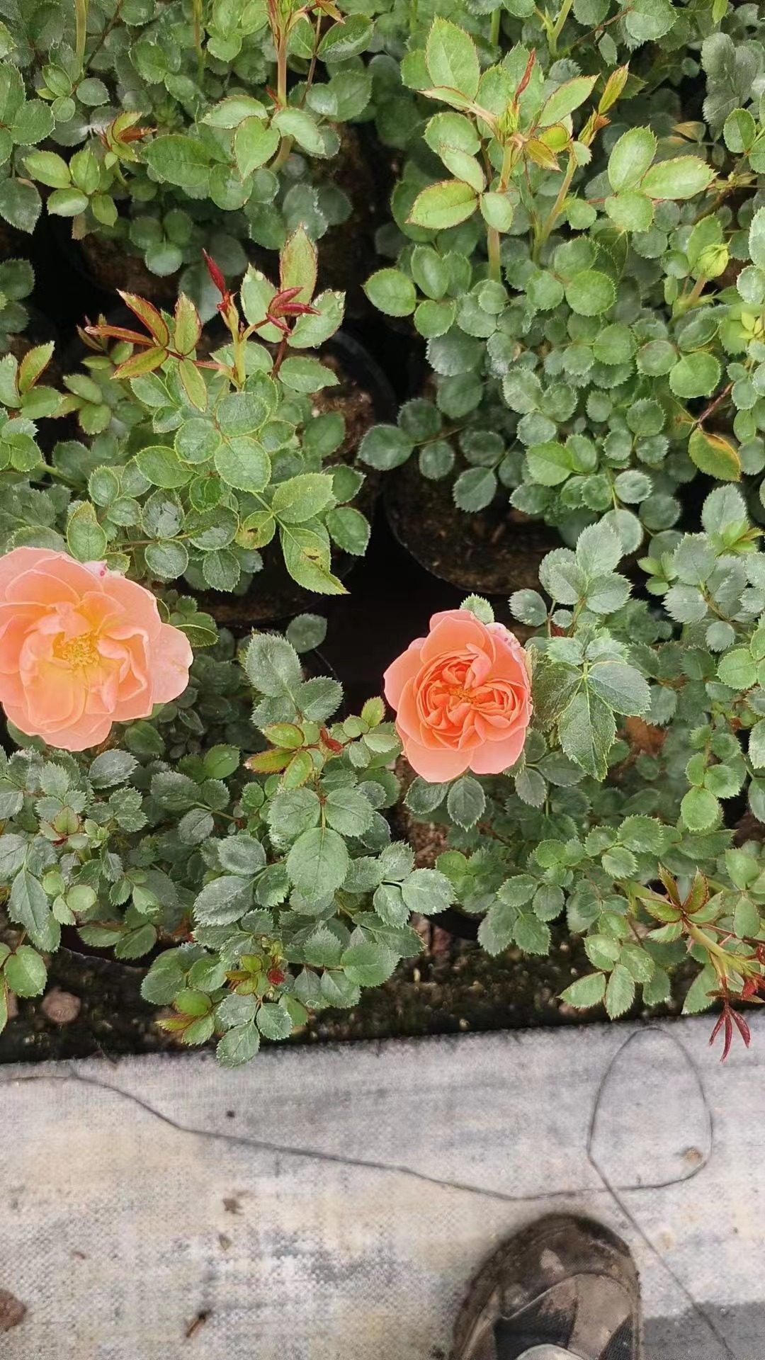 【沙海园艺】果汁阳台月季盆栽勤花多季节开花植物庭院玫瑰盆栽,淘宝优惠券,粉丝福利购,淘宝优惠卷