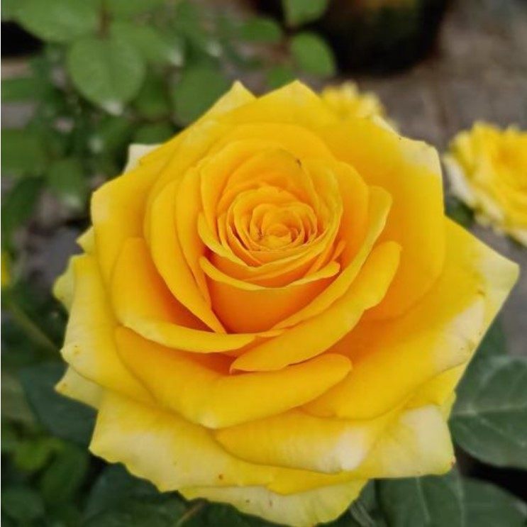 【沙海园艺】苏格兰黄油月季花苗大花切花盆栽庭院阳台花卉植物,淘宝优惠券,粉丝福利购,淘宝优惠卷