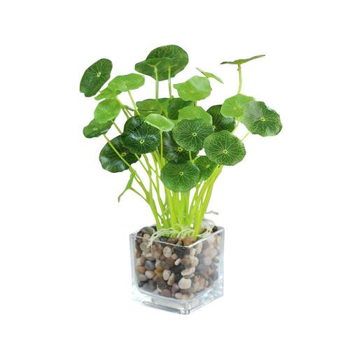 仿真花清新绿植盆栽 金钱叶 鱼缸塑料假草 铜钱草小荷叶 花艺套装 - 图3