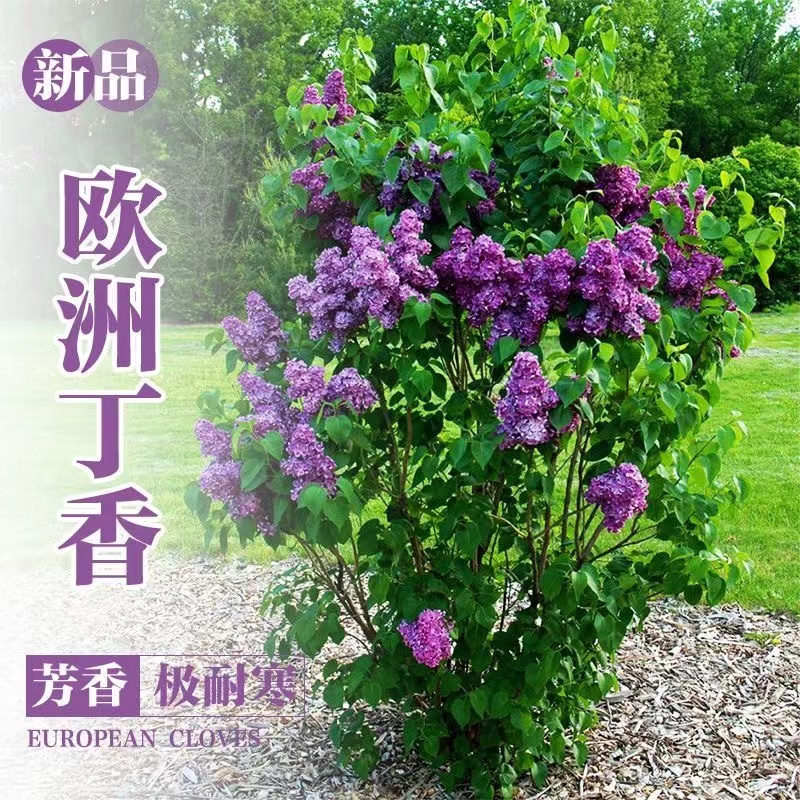 丁香花树苗浓香花苗花卉植物耐寒庭院四季室外别墅白紫丁香花盆栽 - 图0