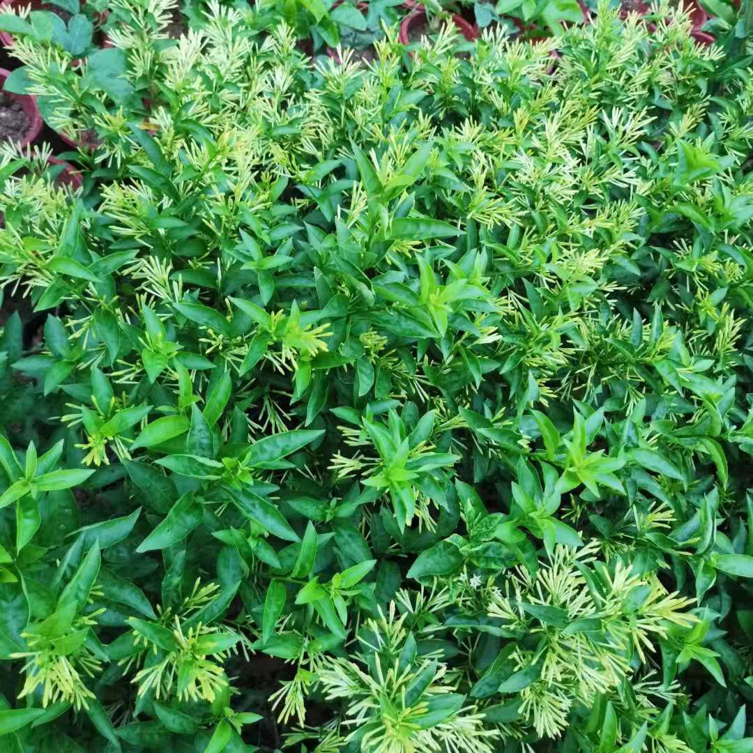 夜来香花树苗九里香夜来香盆栽花卉植物室内驱蚊花苗浓香四季开花 - 图1