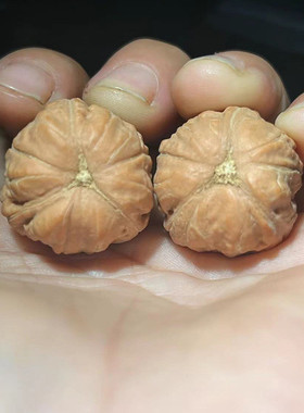 热销文玩核桃手小三把件玩棱 尺寸22-25手玩核桃佳品骨质一对产地