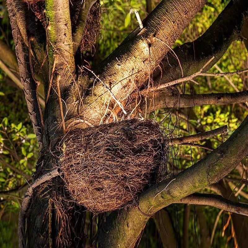 LED户外鸟巢灯仿真鸟窝灯景观园林照树灯园林亮化灯射树灯投光灯,淘宝优惠券,粉丝福利购,淘宝优惠卷