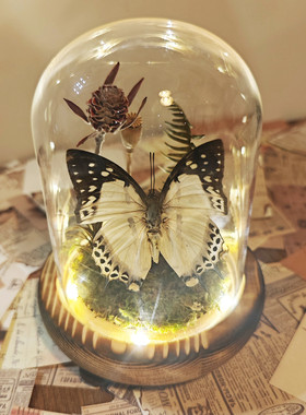 蝴蝶标本玻璃罩成品微景观装饰摆件生态动植物永生花干花创意礼物