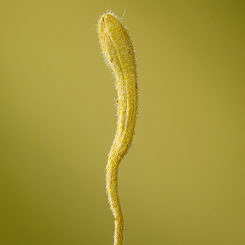 官方旗舰店特级正品散装干菊花 猫小乐代用/花草茶
