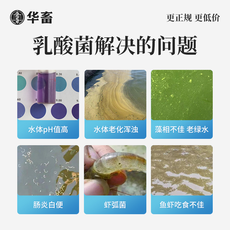 华畜乳酸菌原种鱼塘 虾蟹塘调水净水肠道好菌种 水产养殖专用菌种 - 图1