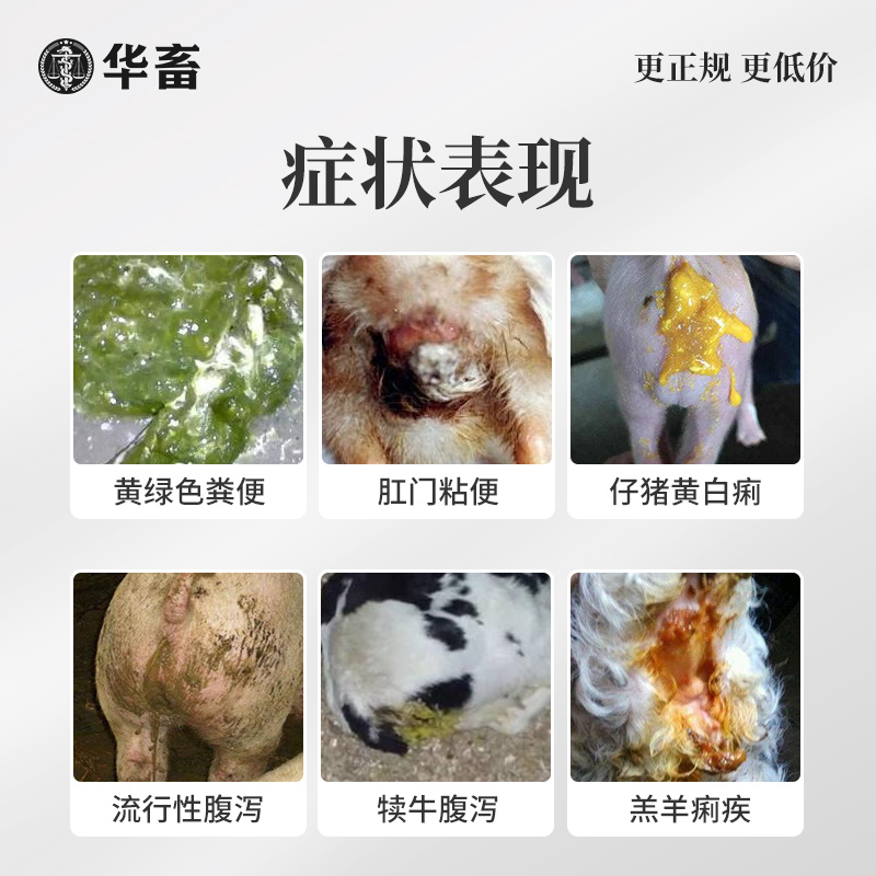 华畜白头翁散兽用痢菌净止痢散猪用牛羊鸡仔猪黄白痢拉稀止泻双属 - 图1