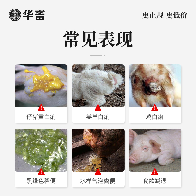 华畜杨树花口服液 兽用止痢散猪用兽药兔子牛羊鸡鸭仔猪拉稀痢疾 - 图0