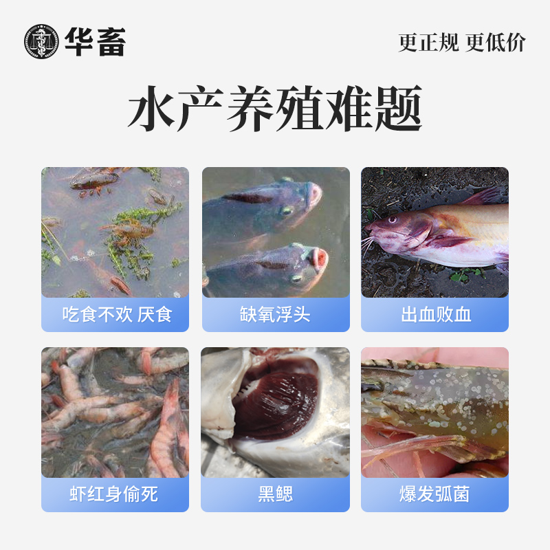 华畜硝化细菌水产养殖专用鱼塘消化细菌鱼用养鱼水质净化剂硝化菌 - 图2