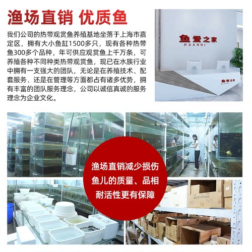 黑清道夫黄清道夫红眼女王大帆豹纹爬岩鳅底层吃垃圾吃粪便工具鱼 - 图2