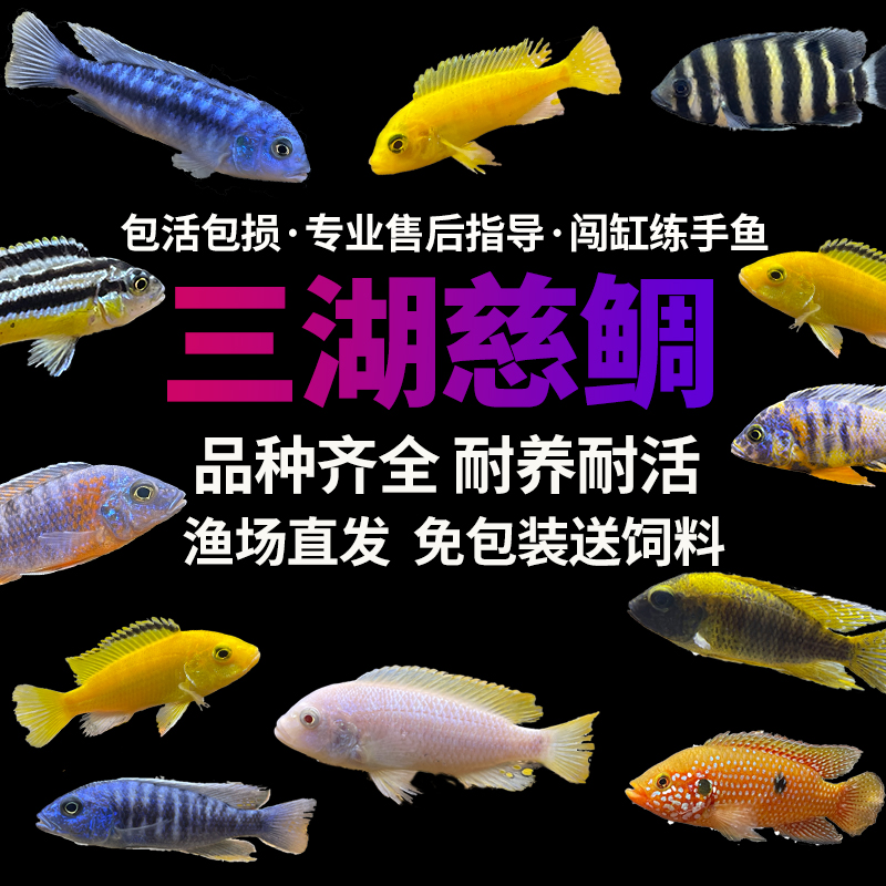 三湖慈鲷鱼热带观赏鱼中小型淡水好养耐活岩栖马鲷坦鲷杂鲷鱼活体 - 图2