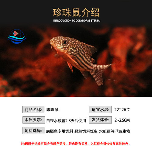 金翅珍珠鼠鱼种鱼活体满天星水草缸鱼缸吃垃圾吃屎底层清洁工具鱼 - 图2