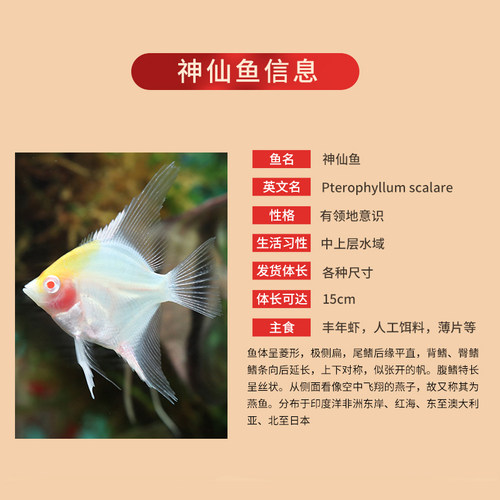 草缸燕鱼七彩神仙热带观赏鱼黑白墨燕斑马活体淡水混养耐活小型鱼 - 图0