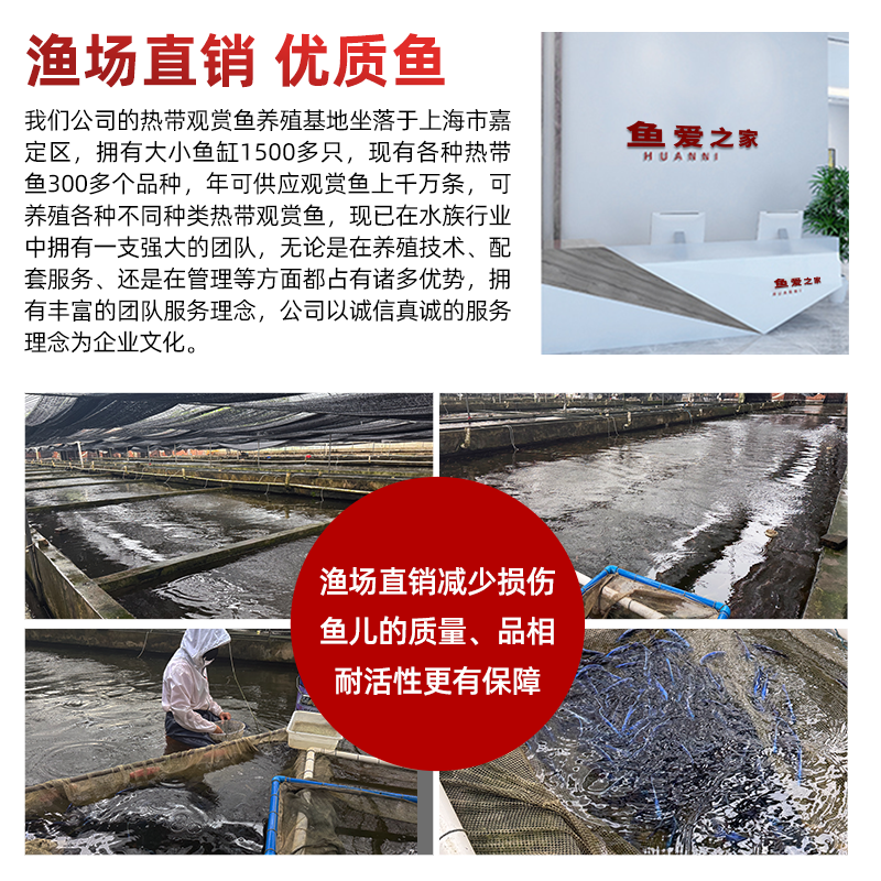 德州豹鱼绿巨人满天星德萨斯豹中大型热带观赏鱼慈鲷发财鱼宠物鱼 - 图1