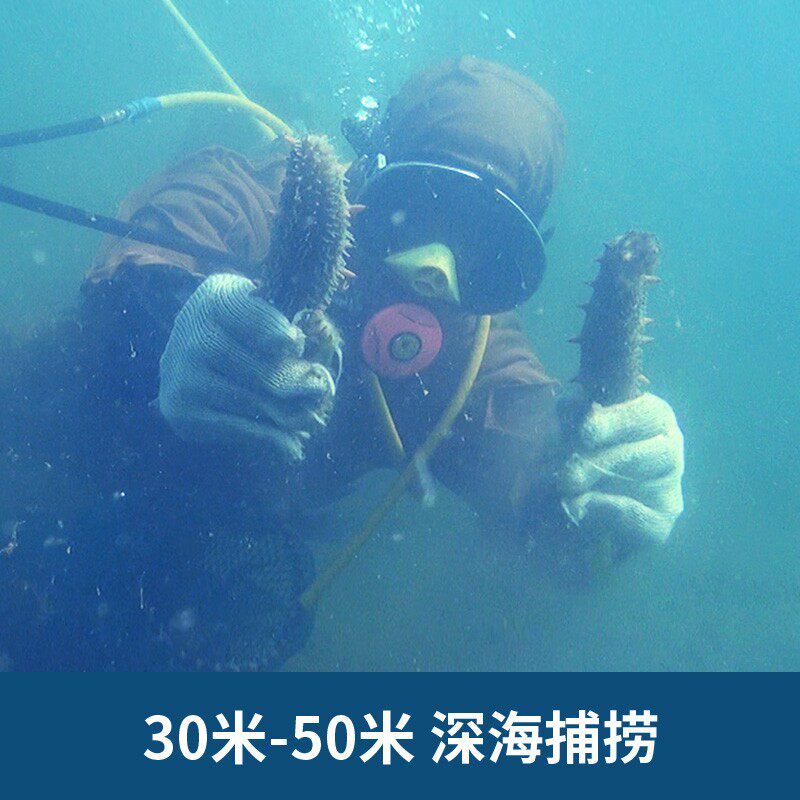 久年5a大连淡干野生孕妇旗舰店辽参 久年海参
