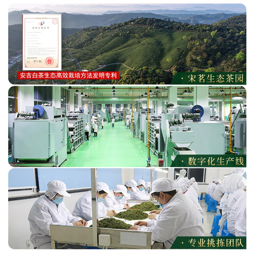 2026新茶上市宋茗安吉白茶50g雨前一级散装春茶正宗珍稀绿茶叶 - 图1