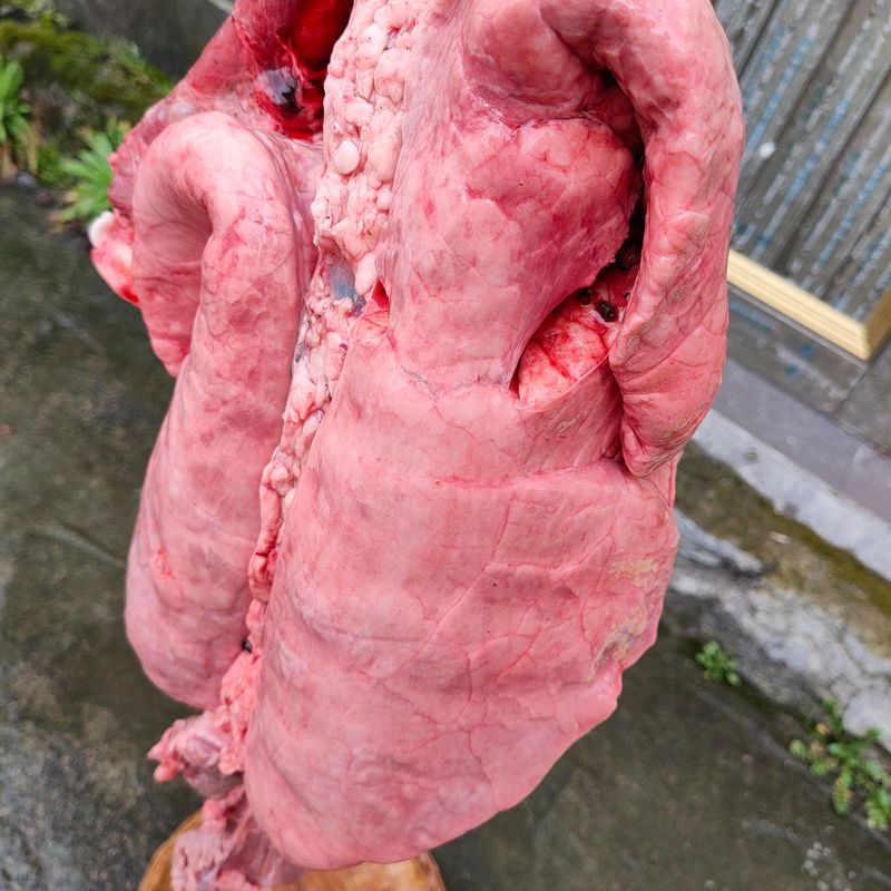 Fresh pig lungs, farm-raised pig lungs, pig offal, commercial wholesale, frozen, free shipping