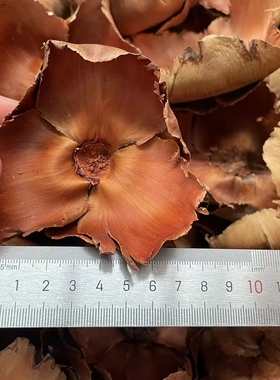 大椰子花天然干花diy手工干果进口拍摄道具样板房民宿装饰茶桌面