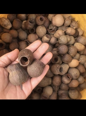 【咕嘟果】天然植物果实进口南美缸豌豆果壳手工diy材料幼儿环创