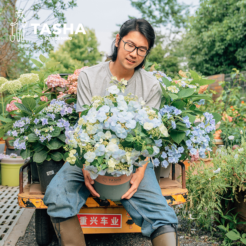 塔莎的花园大花绣球八仙花盆栽庭院阳台家庭花卉无尽夏逃跑新娘-图2