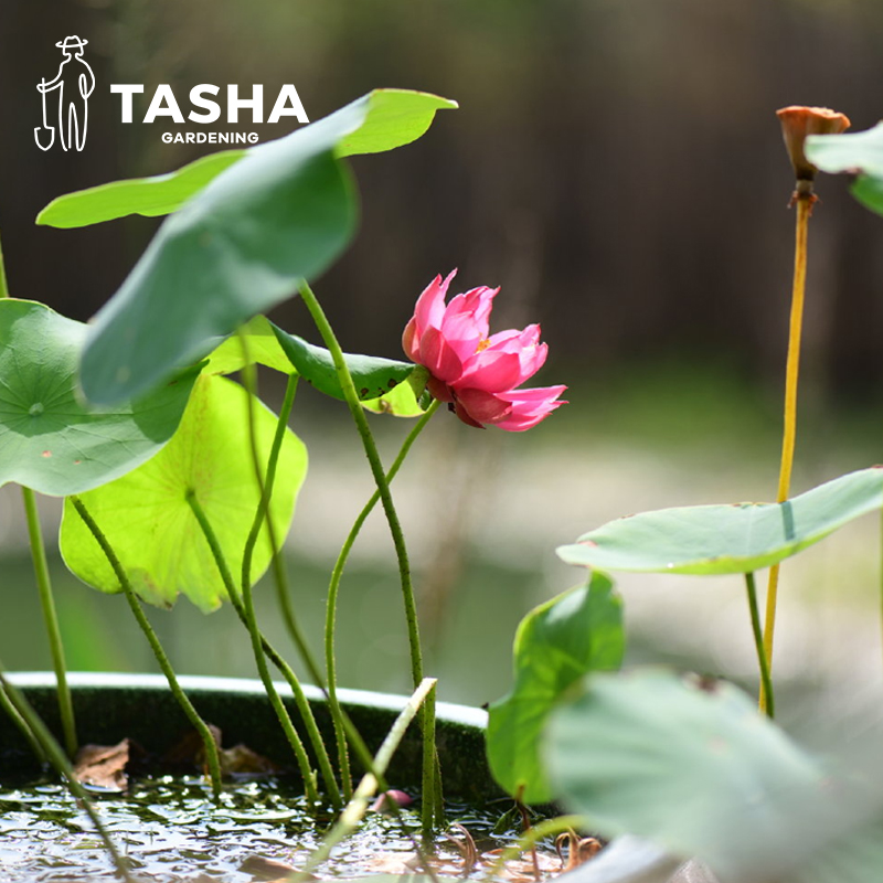 塔莎的花园碗莲水培养植物莲花苗迷你微小型四季开花室内专用泥土 - 图0