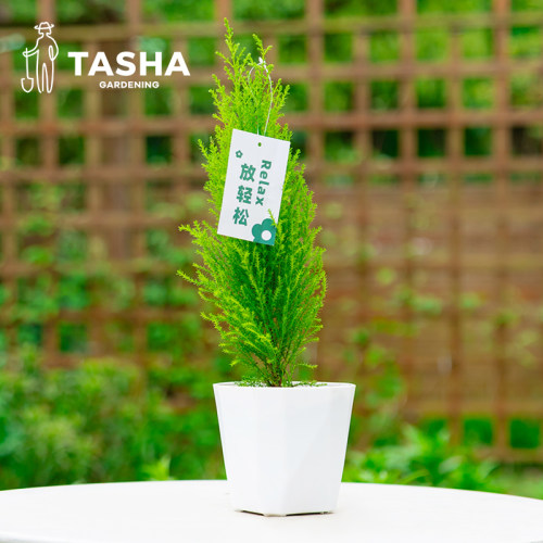 塔莎的花园小香松小松树常绿盆栽室内绿植盆景桌面植物 - 图1