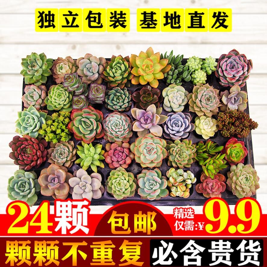 多肉植物种子种子推荐品牌 新人首单立减十元 21年6月 淘宝海外