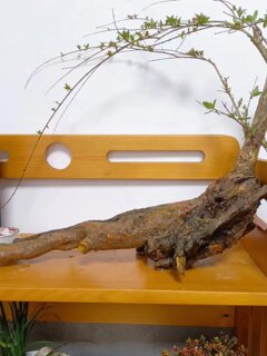 Fish tank landscaping water bayberry stone calamus fish tank green plants potted flowers bonsai indoor live broadcast room one thing at a time