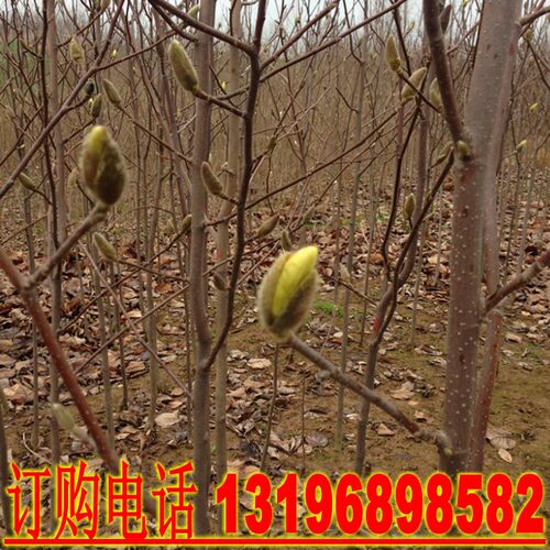 玉兰树苗紫红白黄娇红一号玉兰小苗高档庭院地栽绿化工程花卉苗木 - 图0