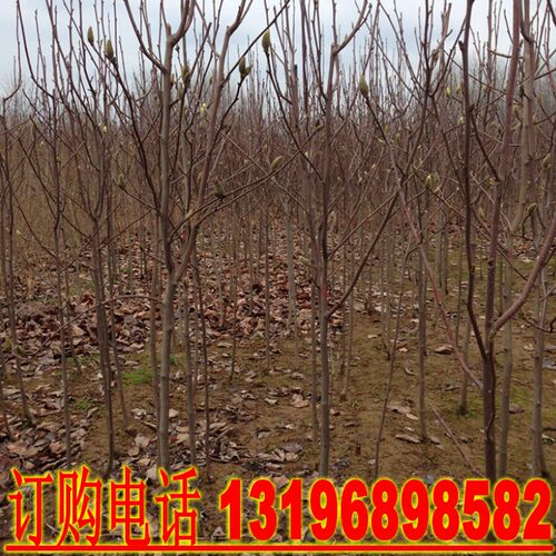 玉兰树苗紫红白黄娇红一号玉兰小苗高档庭院地栽绿化工程花卉苗木 - 图2