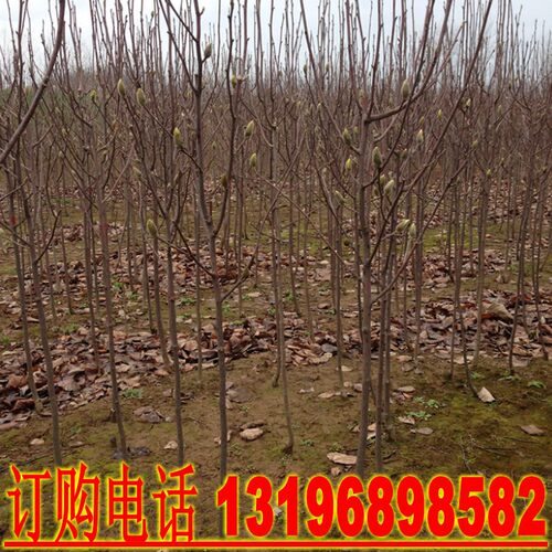 玉兰树苗紫红白黄娇红一号玉兰小苗高档庭院地栽绿化工程花卉苗木 - 图3