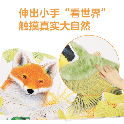 小兔比利触摸书全套4册小熊波比触摸书丽精美莫里斯普莱格尔0-3岁宝宝早教认知纸板书幼儿启蒙绘本图画书小猫头鹰奥小水獭奥斯卡 - 图0