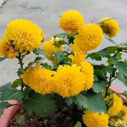 食用药用泡茶黄贡菊苗白贡菊阳台庭院草本观赏花卉多年生清热花茶 - 图3