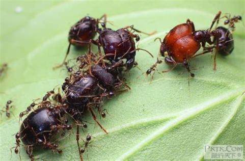 全异巨首蚁盲切叶蚁活体蚂蚁超大蚂蚁工坊城堡宠物科普教育-图2