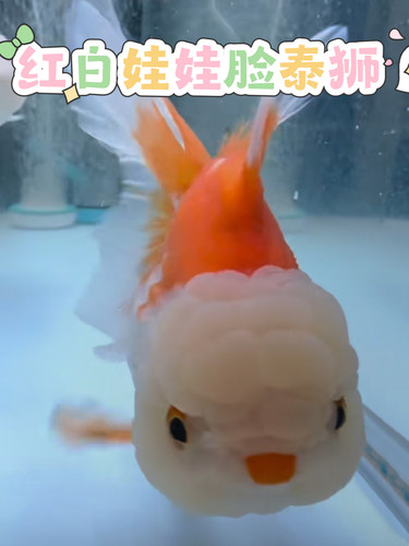 百褶泰狮苗粉色泰狮超大娃娃脸百褶泰狮金鱼活鱼精品菠萝樱花泰狮 - 图2