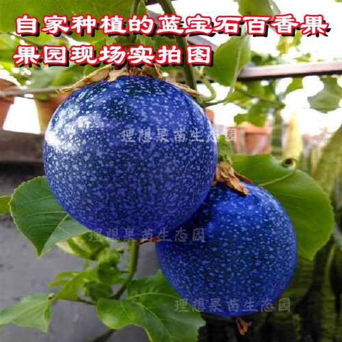 红宝石百香果苗嫁接蓝皮紫色果树黄金满天星百香果新品种常绿结果 - 图1