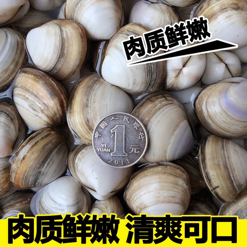 海鲜蛤蜊 白蛤蜊 海蛤蜊 优质鲜活贝类肥美无沙4元/250g - 图0