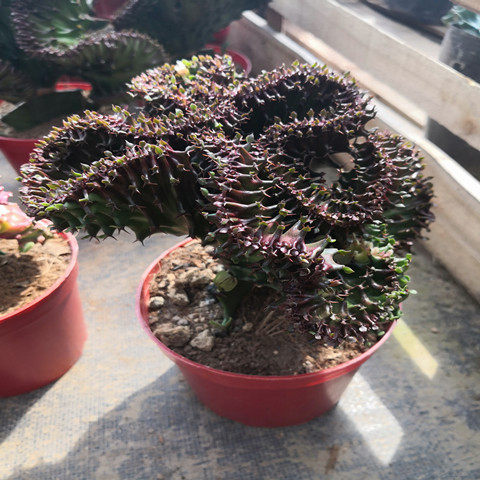 金麒麟 彩春凤黑麒麟锦仙人球龙骨嫁接 多肉植物有室内盆栽花卉 - 图0