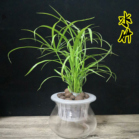 幸福树发财树绿萝室内桌面净化空气水培植物懒人自动吸水盆栽花卉 - 图1