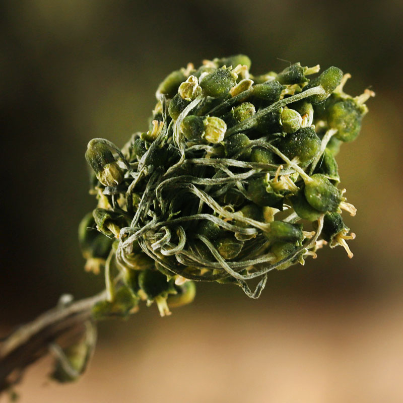 人参花长白山的功效东北干货泡水泡茶喝非野生非特级新鲜罐装250g - 图1