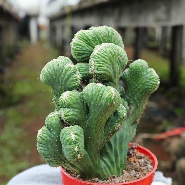 超大山影五指山仙人掌多肉植物桌面美观花卉盆栽绿植盆景防辐射-图3