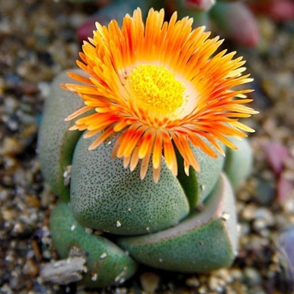 多肉植物品种大全紫帝玉开花元宝绿帝玉四季好养易活盆栽,淘宝优惠券,粉丝福利购,淘宝优惠卷